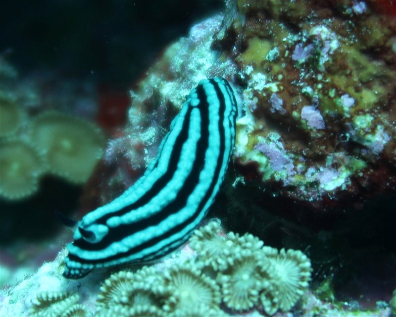 Divesite Image