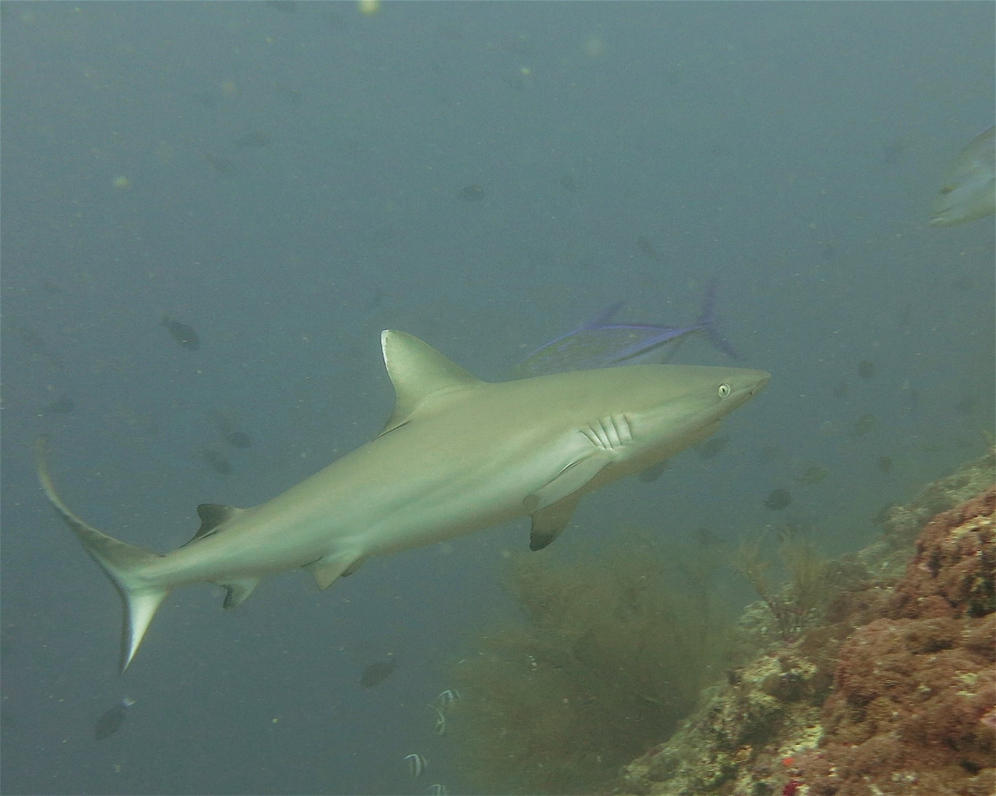 DivePoint Meedhupparu, 960 Meedhupparu