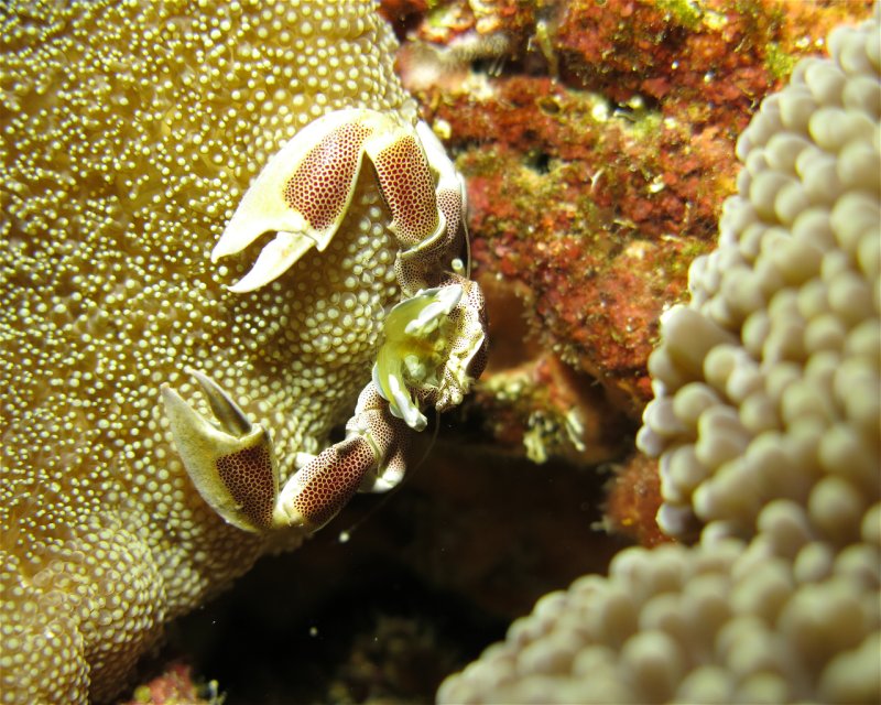Divesite Image