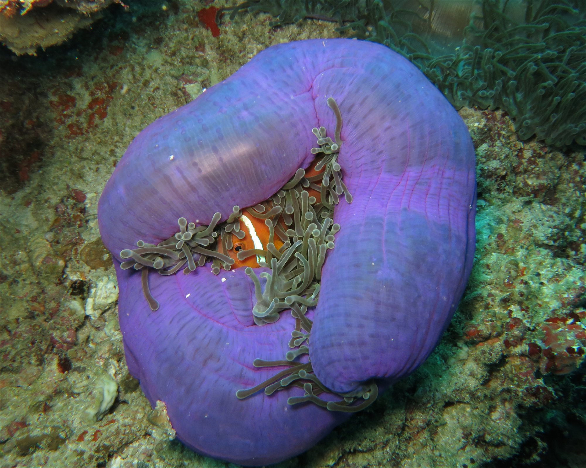 DivePoint Meedhupparu, 960 Meedhupparu