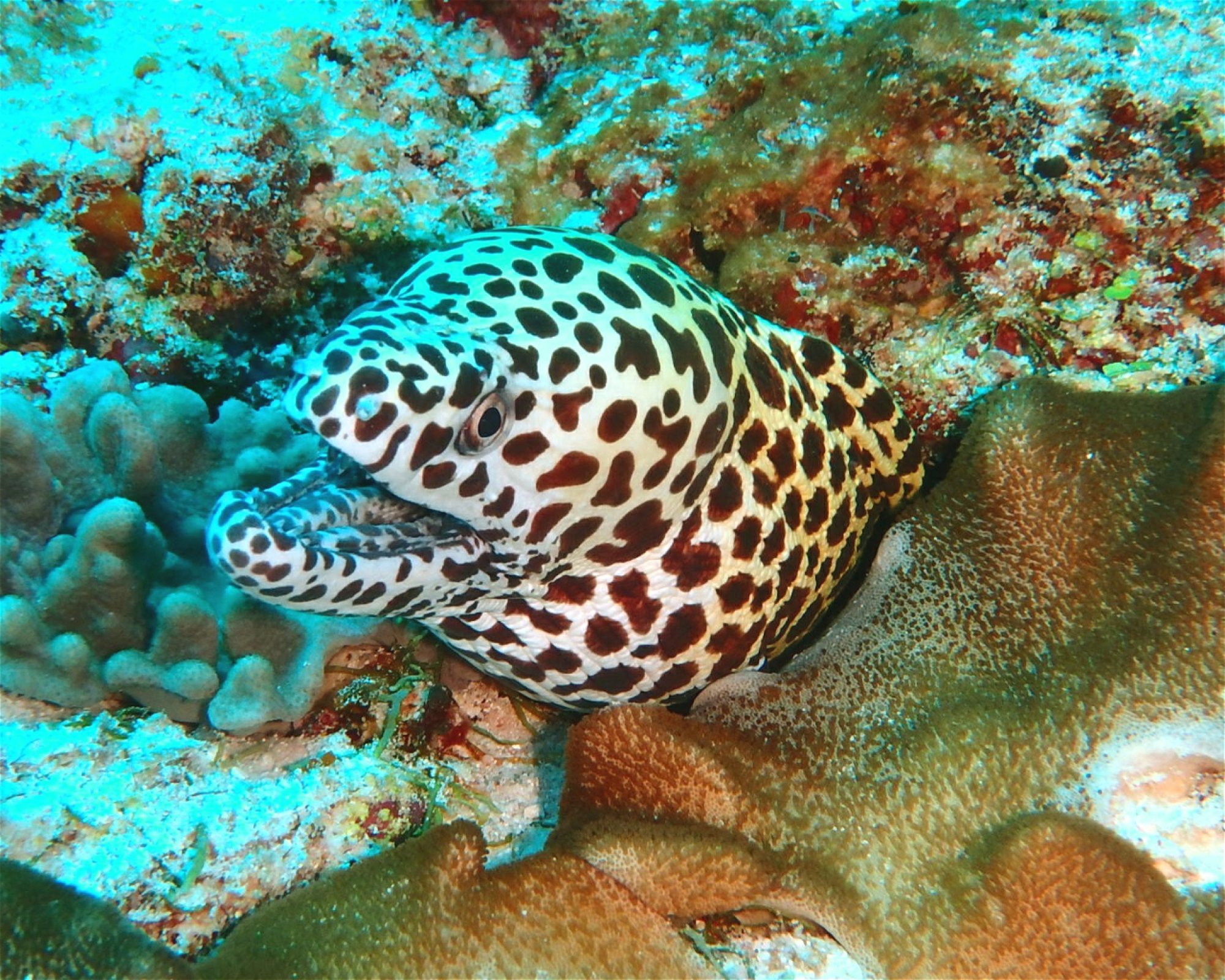 DivePoint Meedhupparu, 960 Meedhupparu