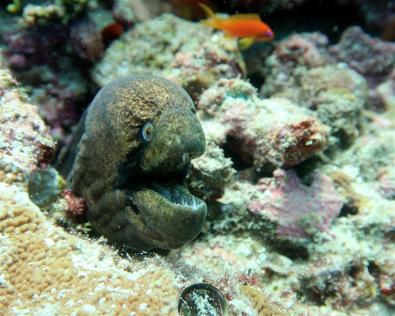 Divesite Image