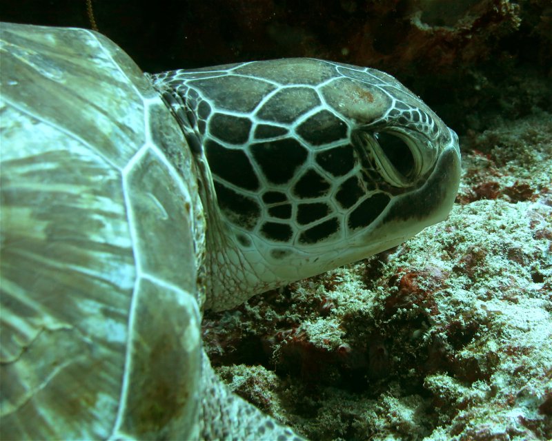 Divesite Image