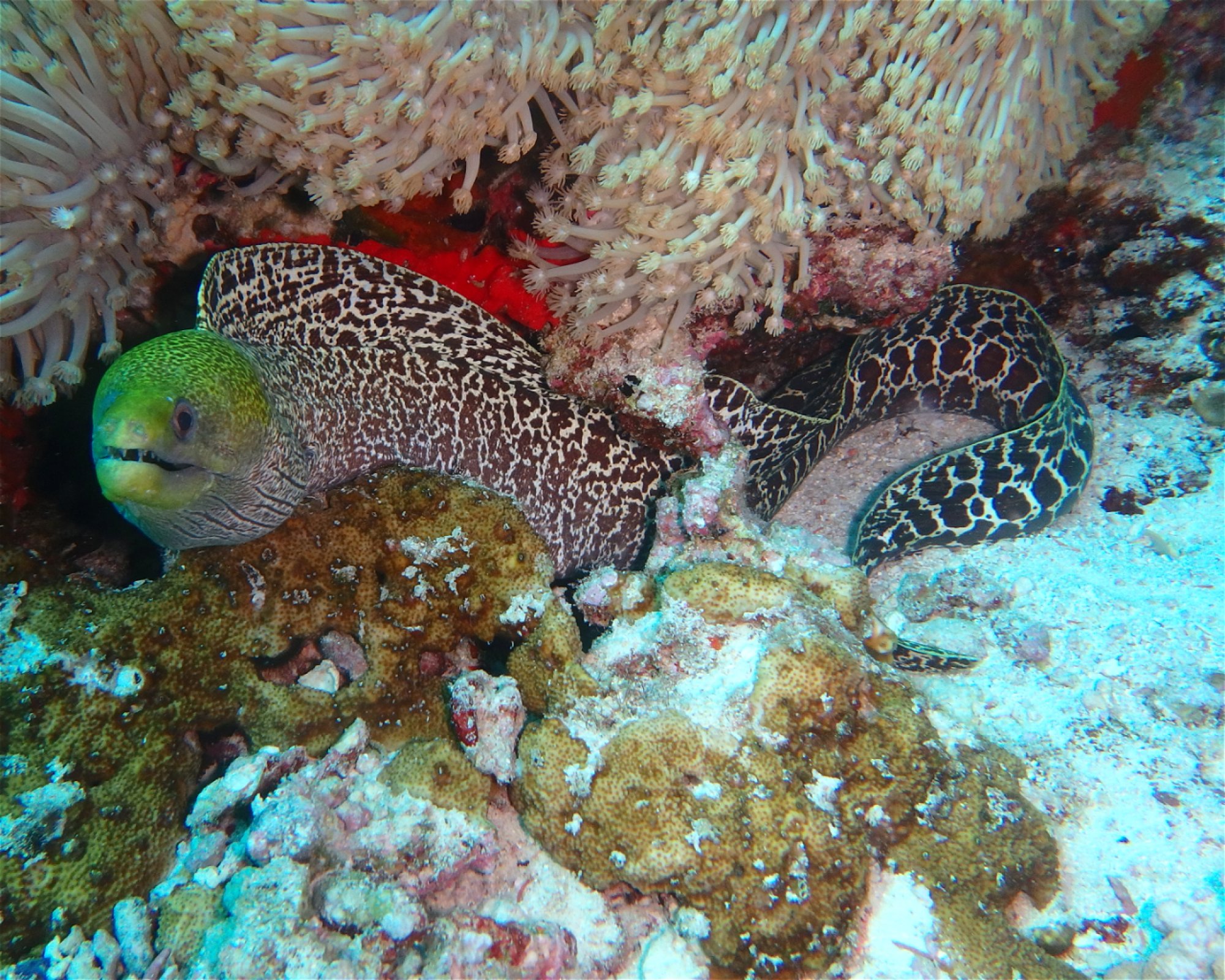 DivePoint Meedhupparu, 960 Meedhupparu