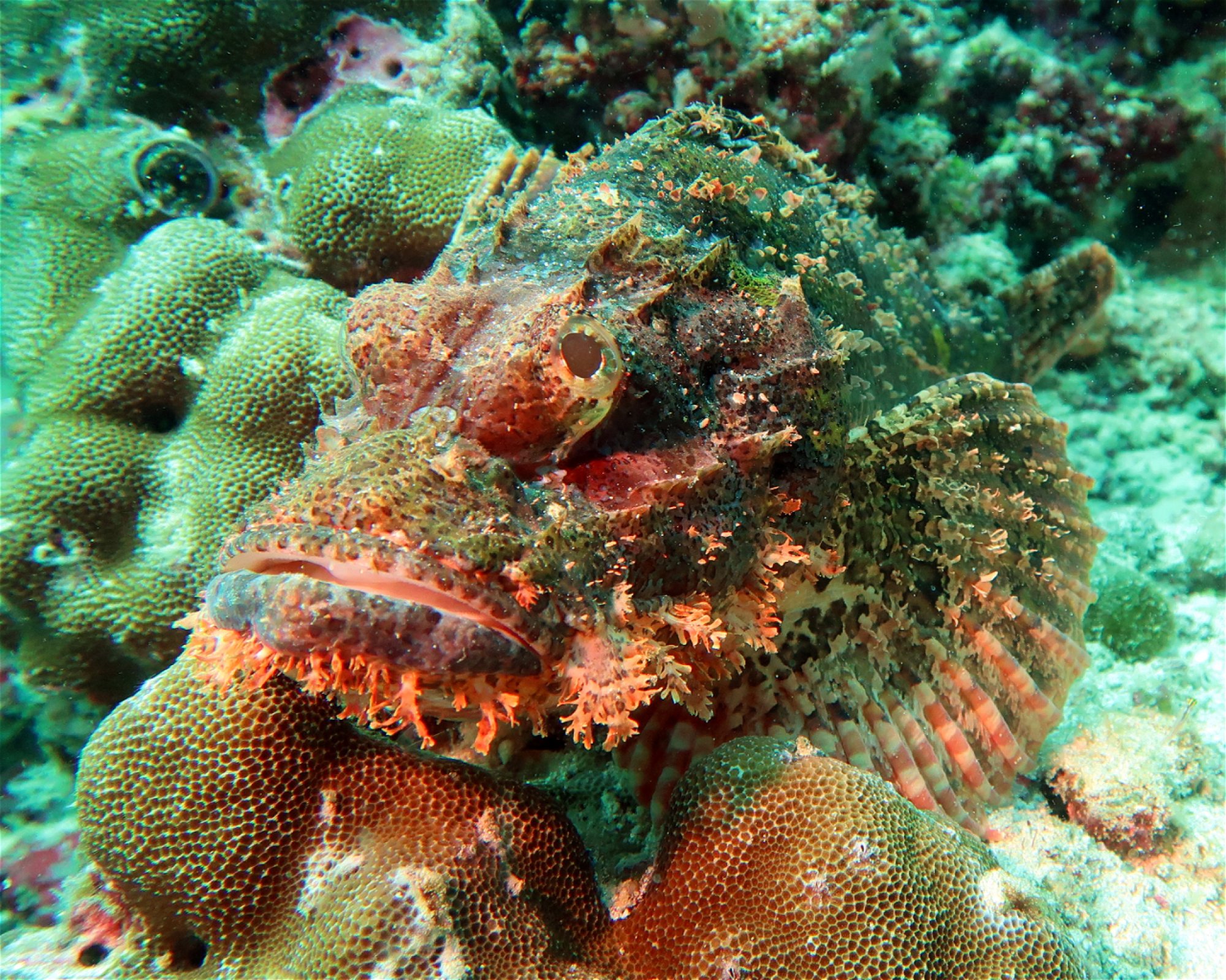 DivePoint Meedhupparu, 960 Meedhupparu