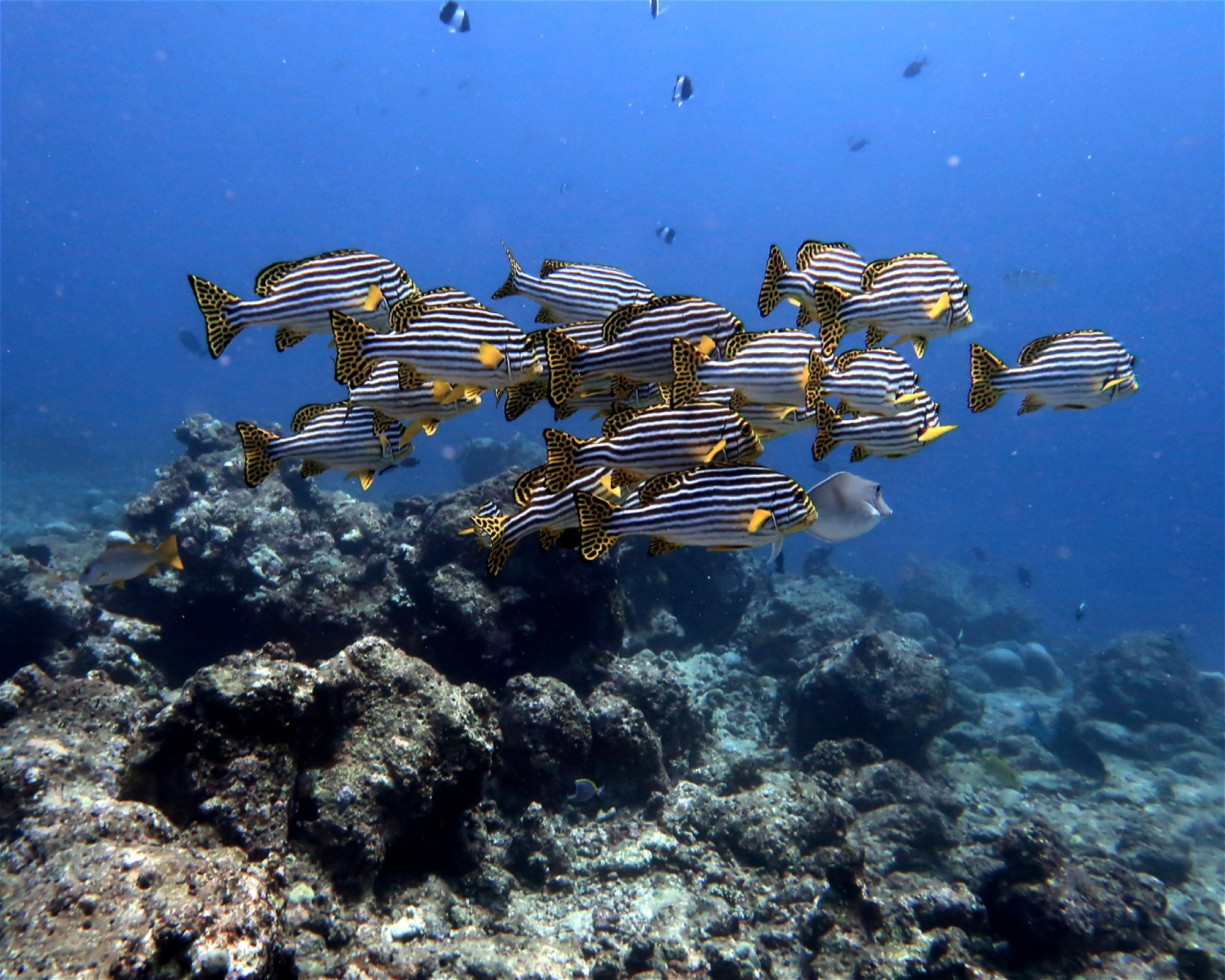 DivePoint Meedhupparu, 960 Meedhupparu