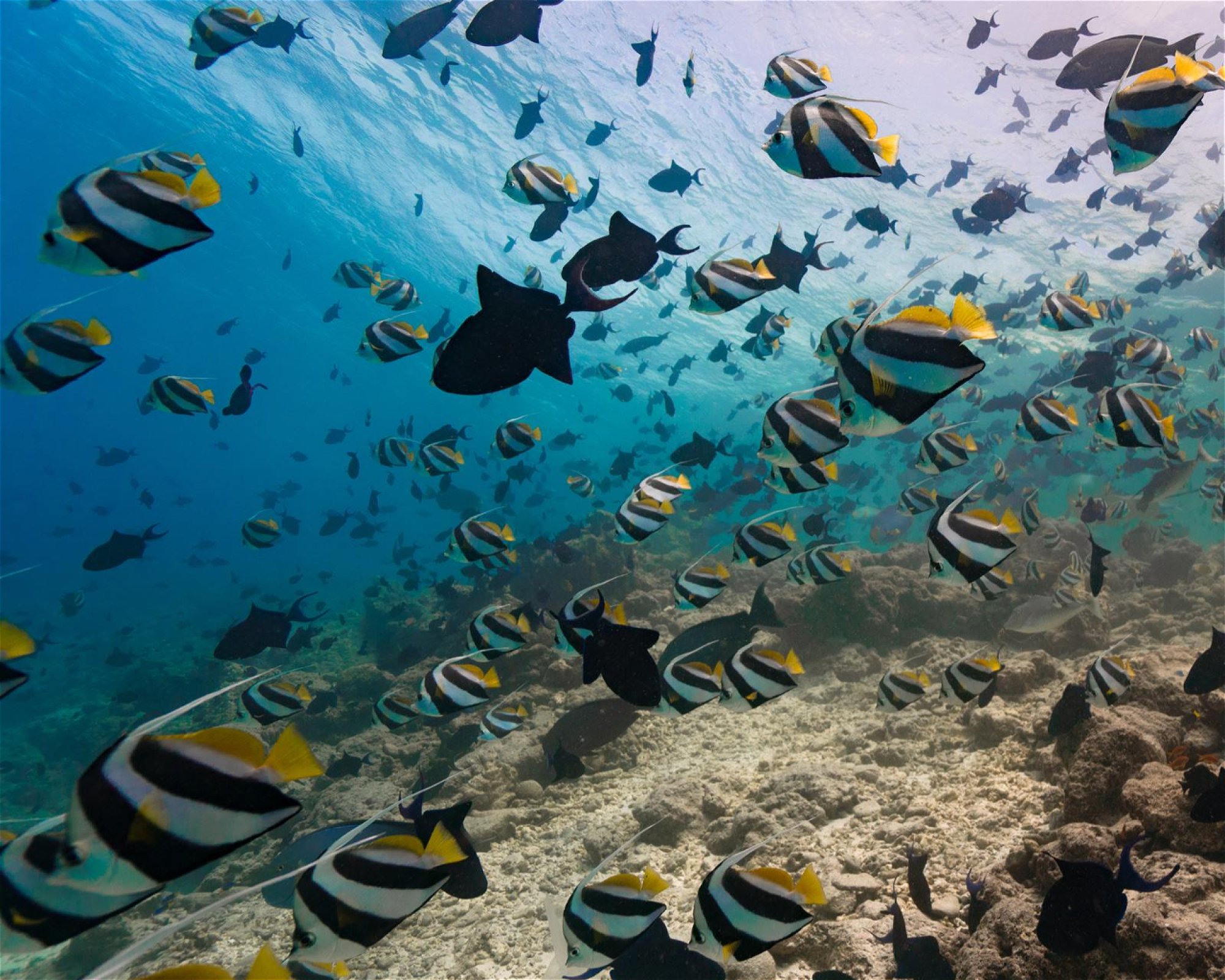 DivePoint Meedhupparu, 960 Meedhupparu