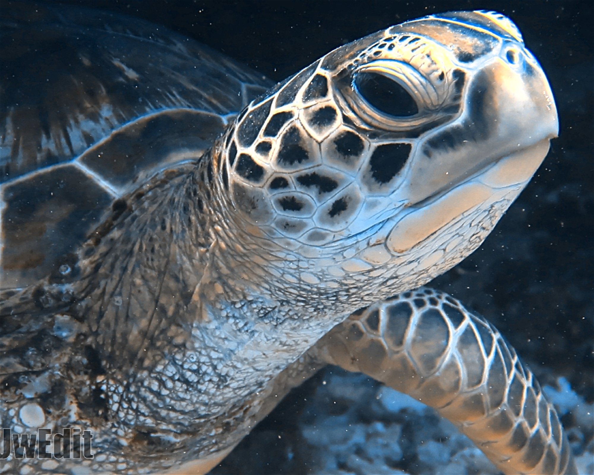 DivePoint Meedhupparu, 960 Meedhupparu