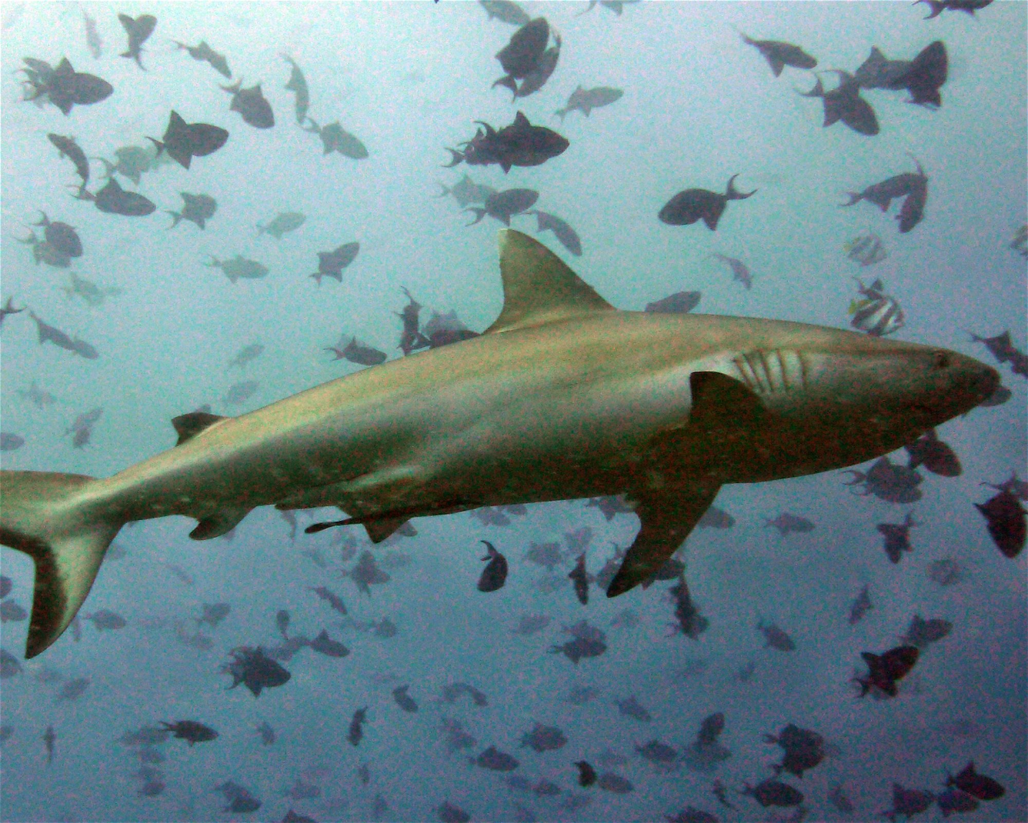 DivePoint Meedhupparu, 960 Meedhupparu