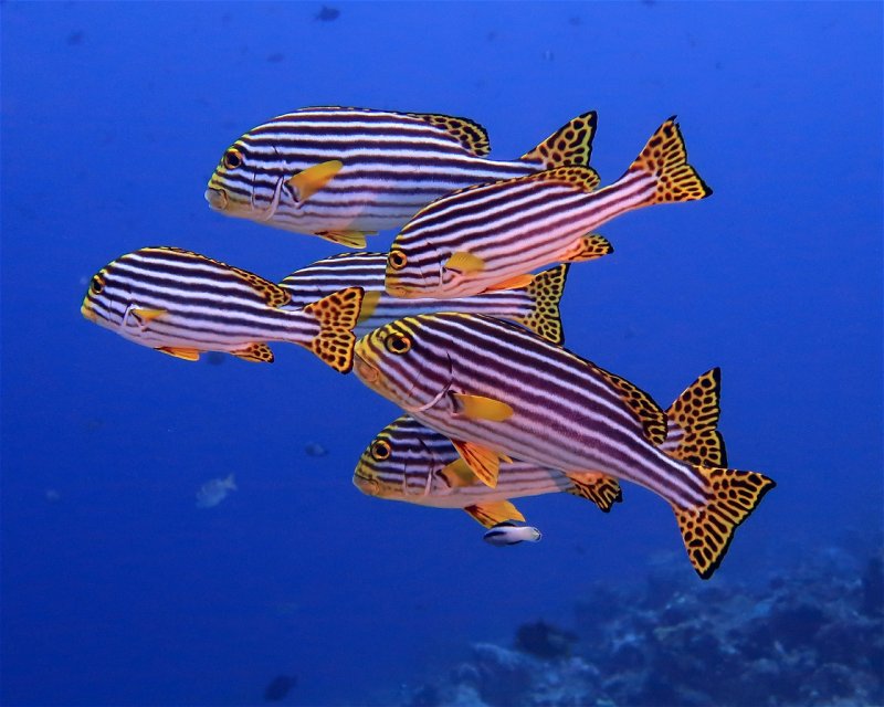 Divesite Image