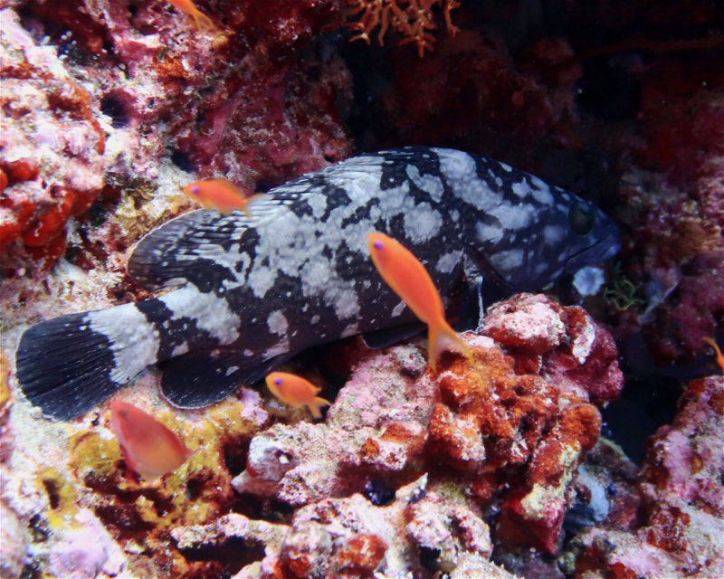 Divesite Image