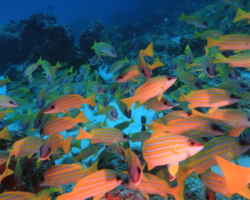 Divesite Image