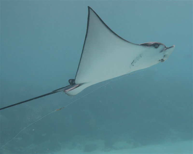 Divesite Image