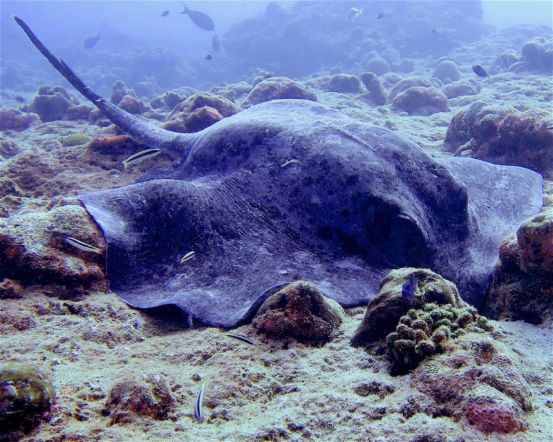 Divesite Image