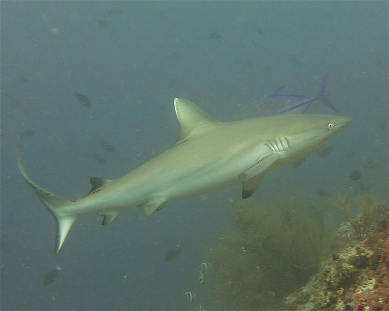 Divesite Image