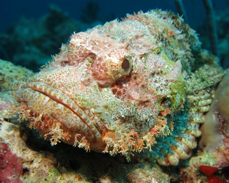 Divesite Image