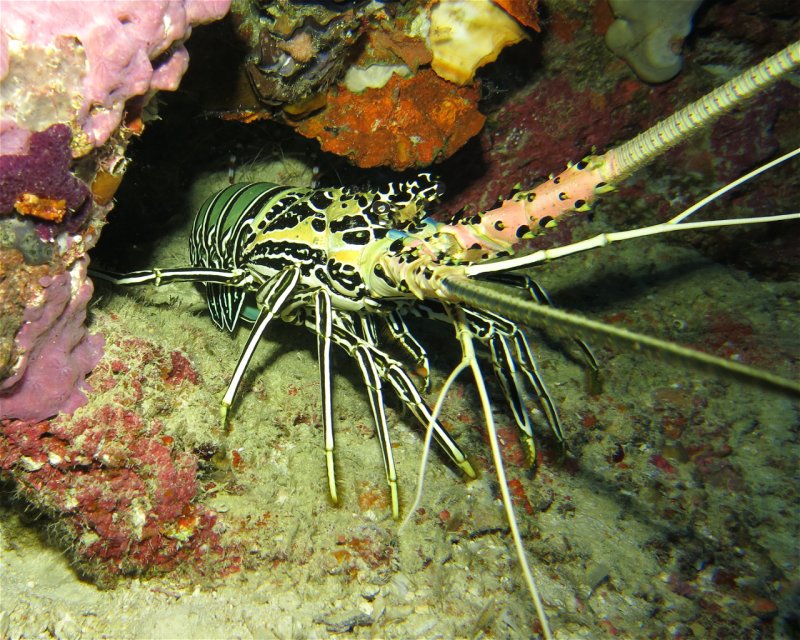 Divesite Image