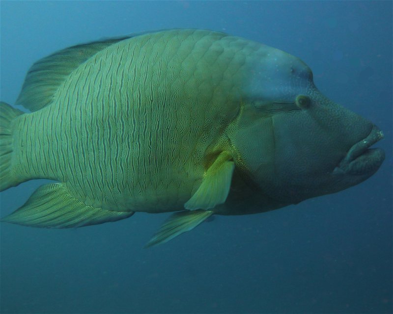 Divesite Image