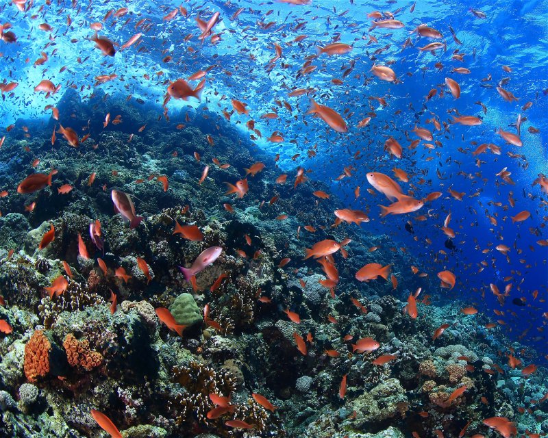 Divesite Image