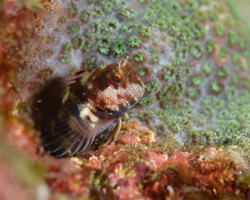 Divesite Image