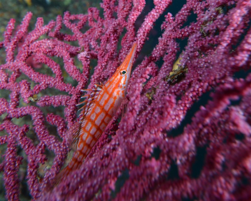 Divesite Image