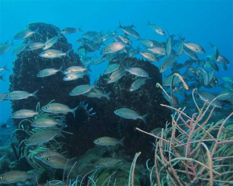 Divesite Image