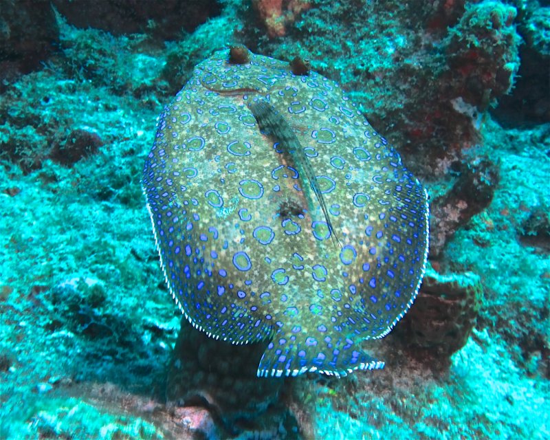 Divesite Image