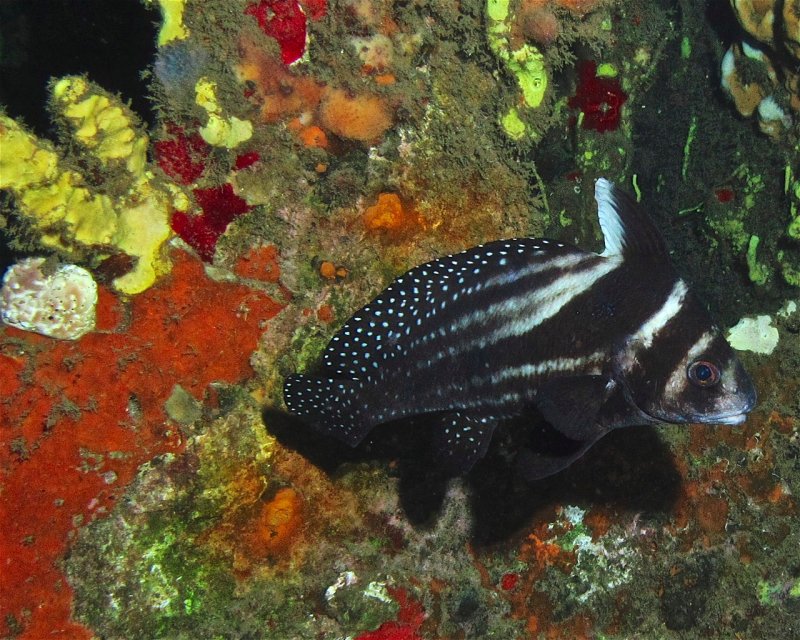 Divesite Image