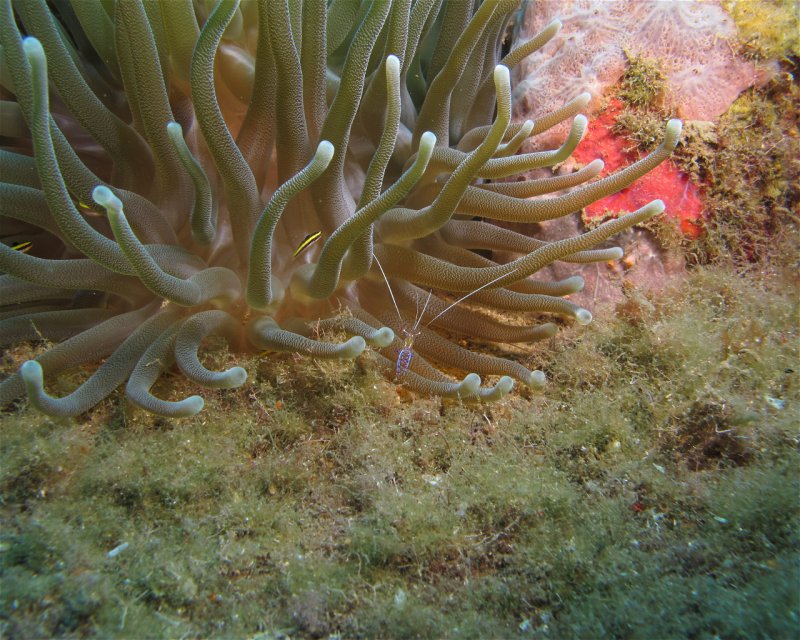 Divesite Image