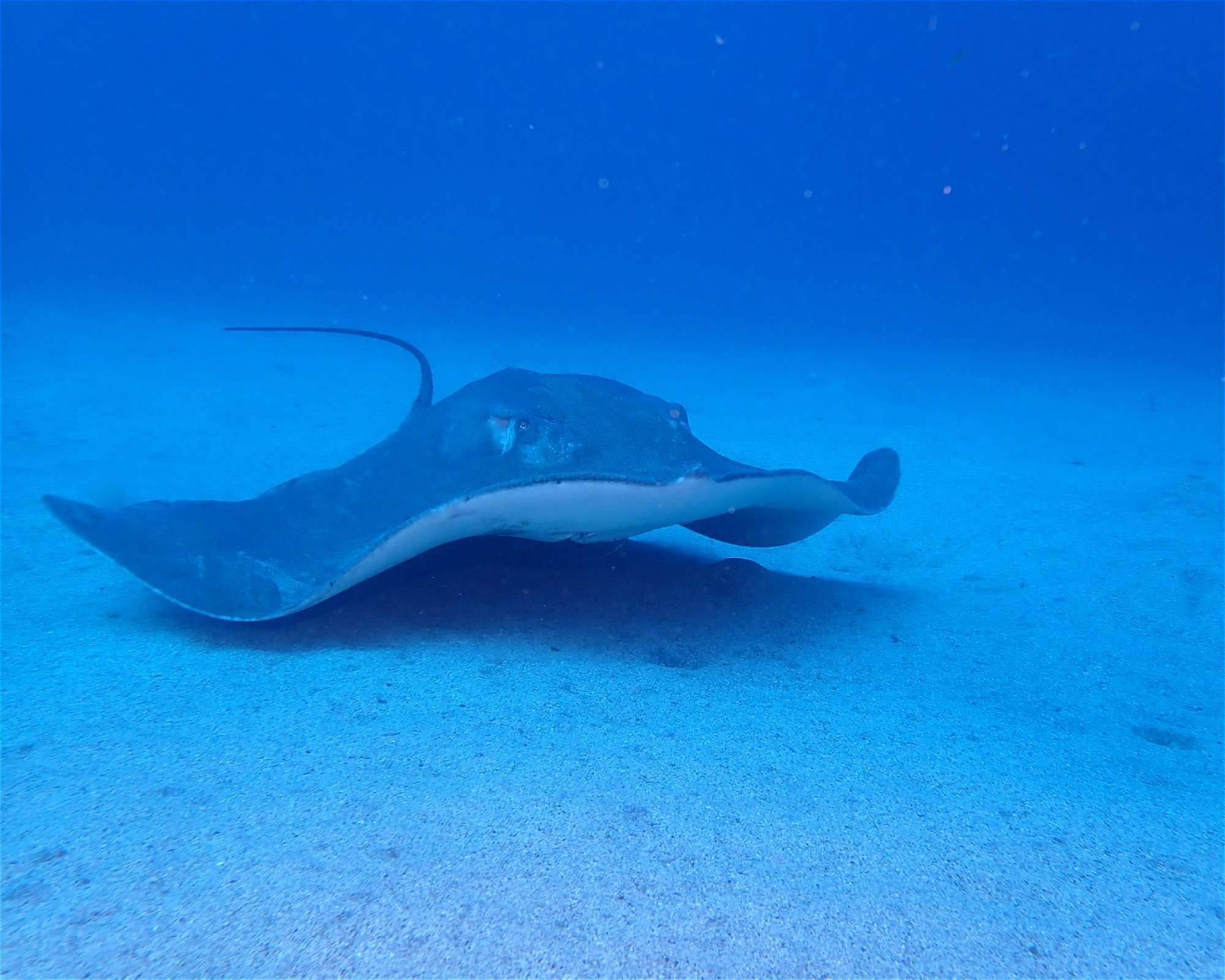 Blue Bottom Diving, 38660 Adeje