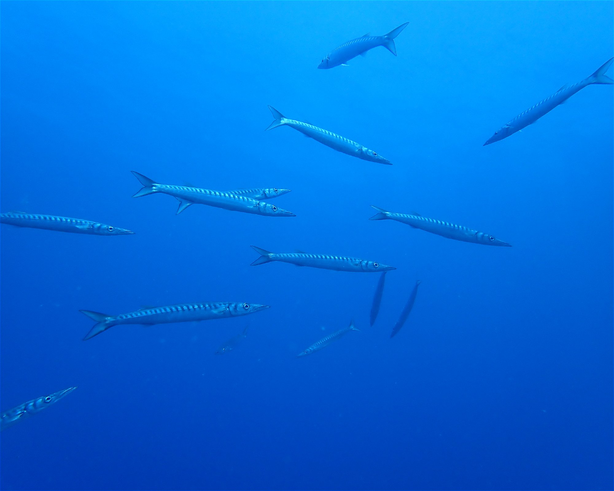 Blue Bottom Diving, 38660 Adeje