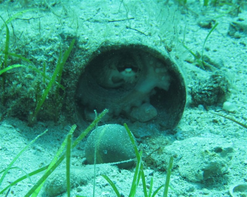 Divesite Image