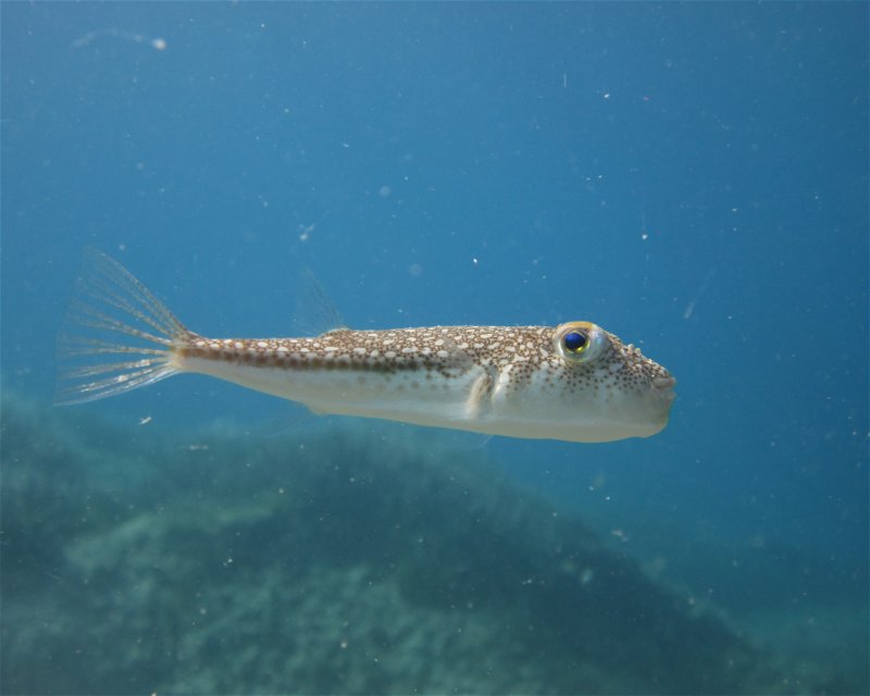 Divesite Image