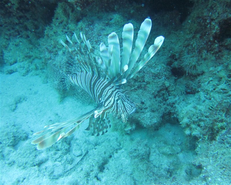 Divesite Image