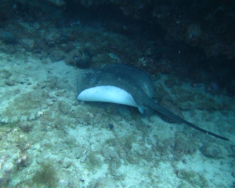 Divesite Image