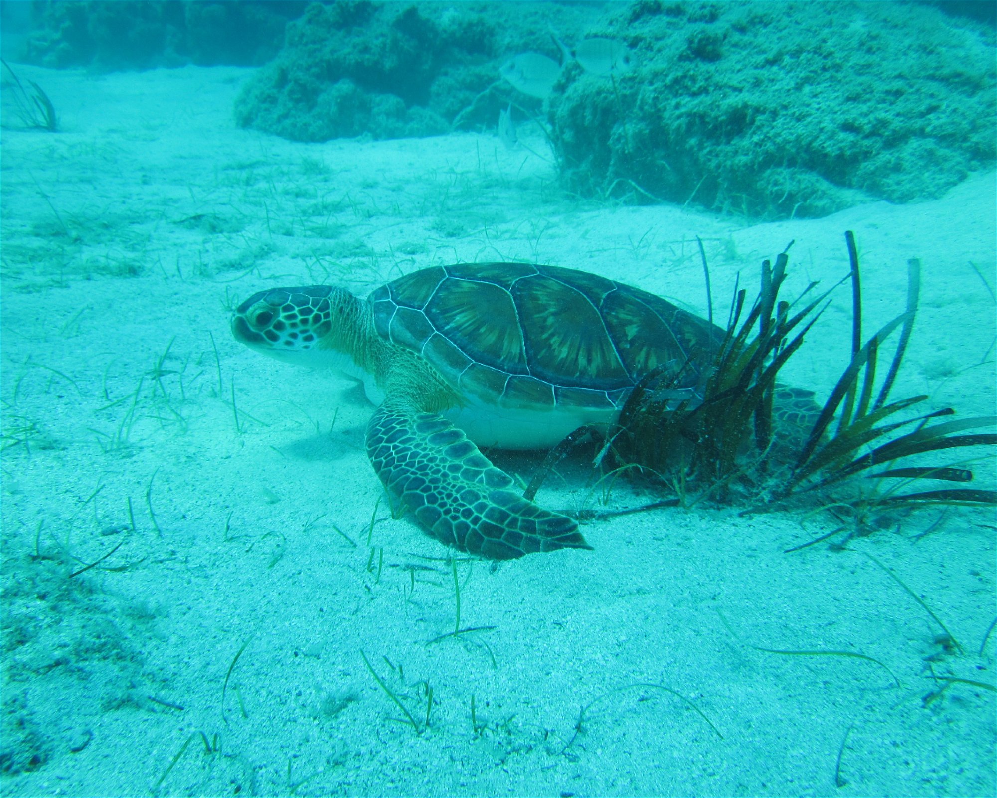 Poseidon Dive Centre, 5296 Paralimni