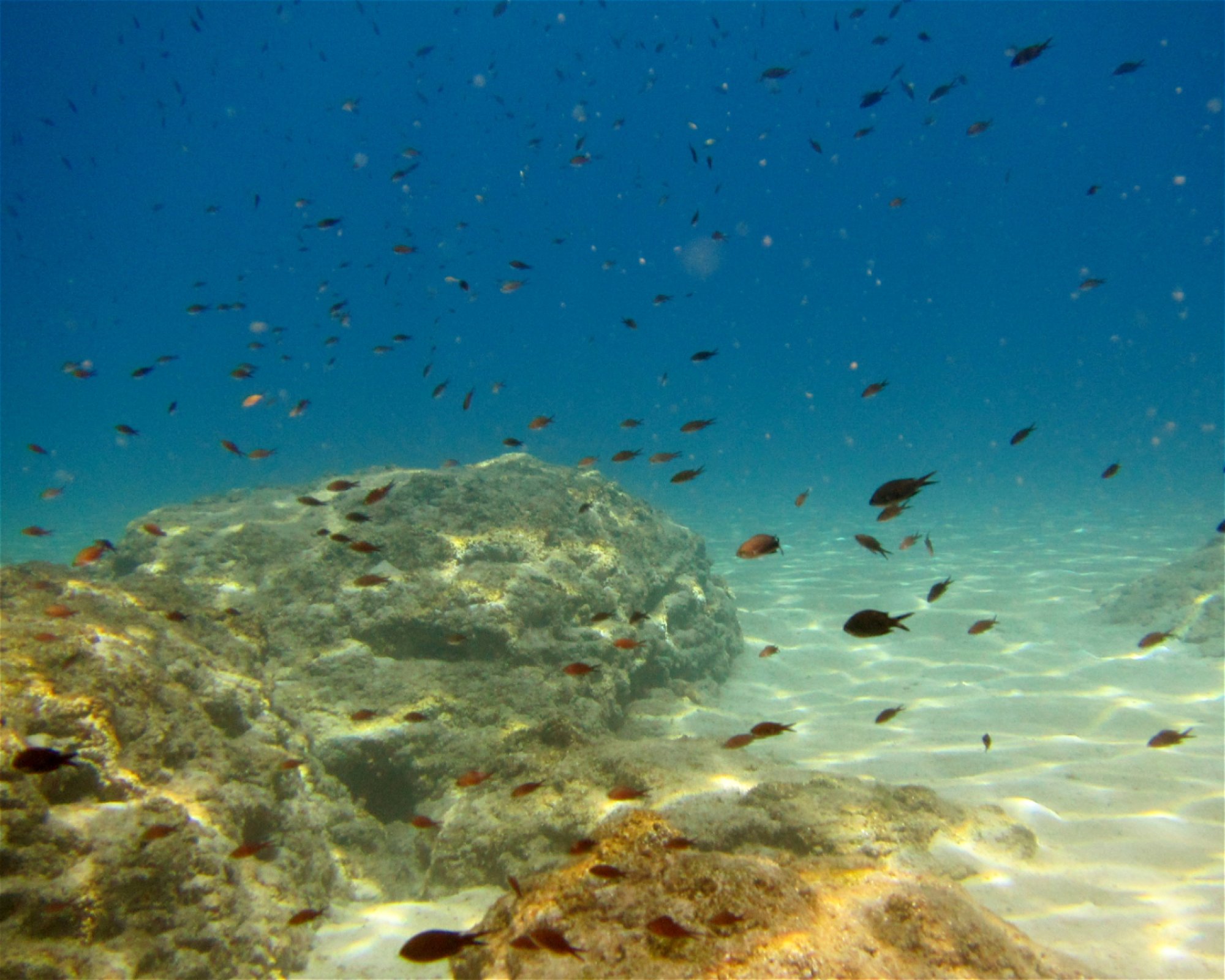 Poseidon Dive Centre, 5296 Paralimni