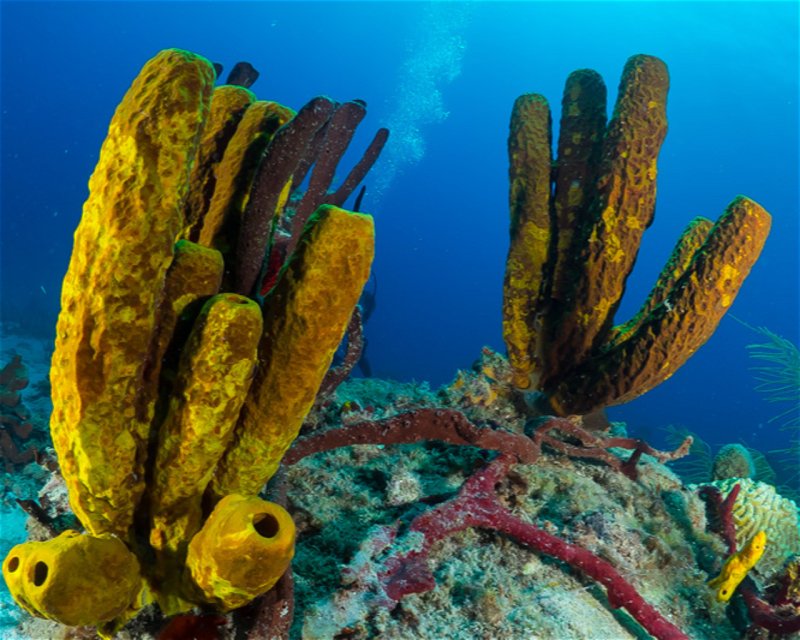 Divesite Image