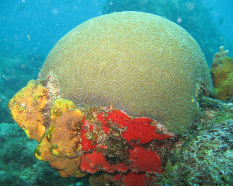 Divesite Image