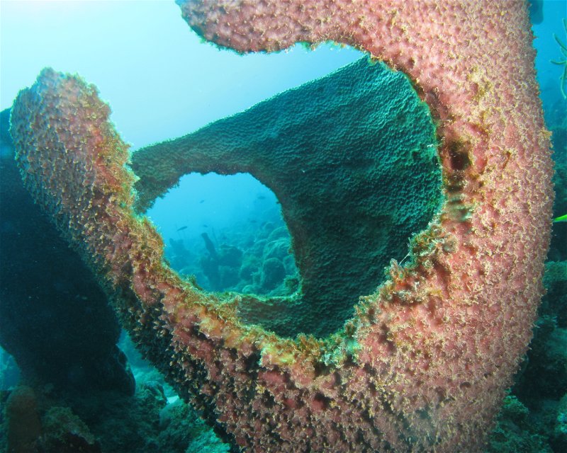 Divesite Image
