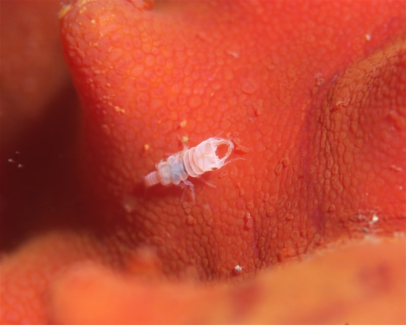 Divesite Image