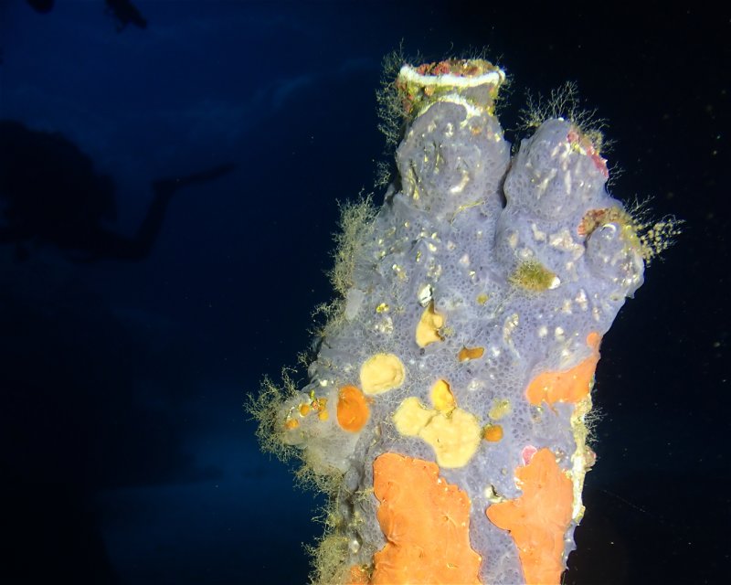 Divesite Image