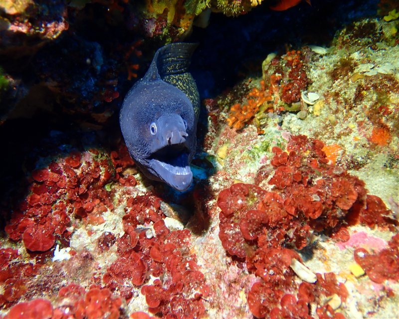 Divesite Image