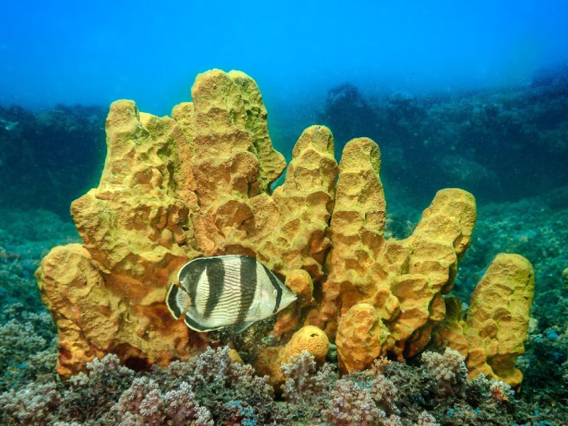 Divesite Image