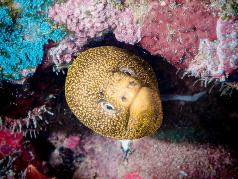 Divesite Image