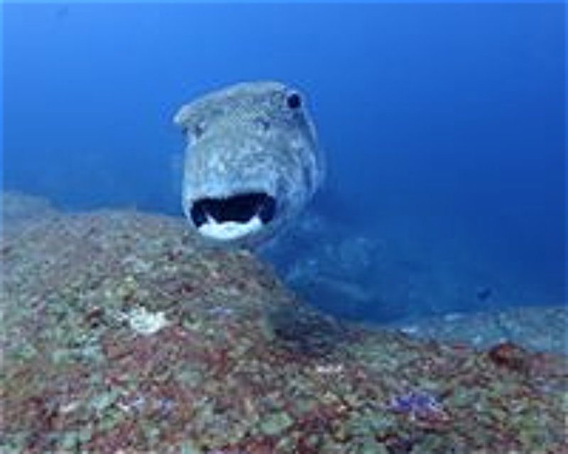 Divesite Image