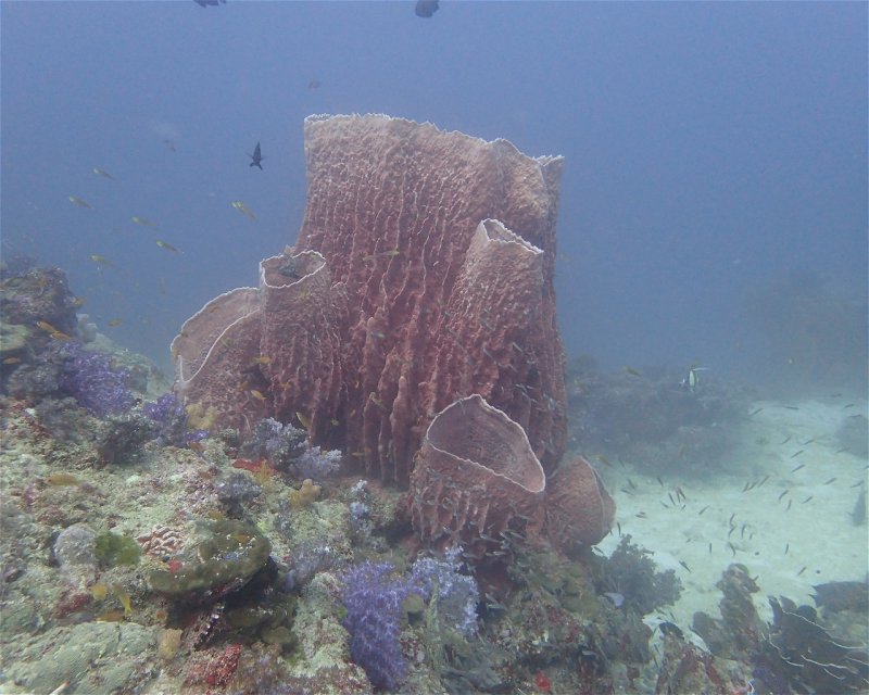 Divesite Image