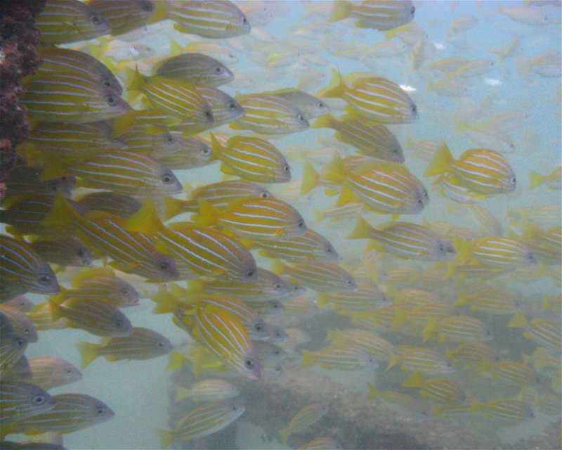 Divesite Image