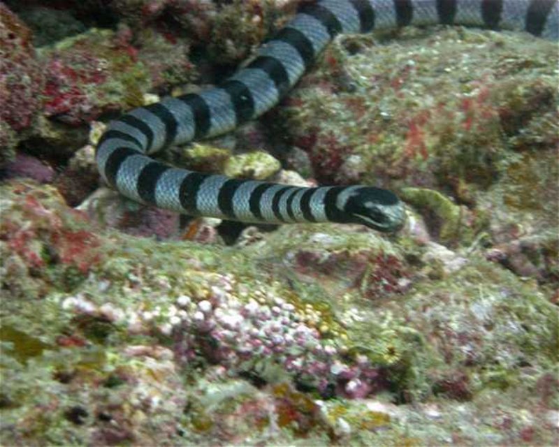 Divesite Image