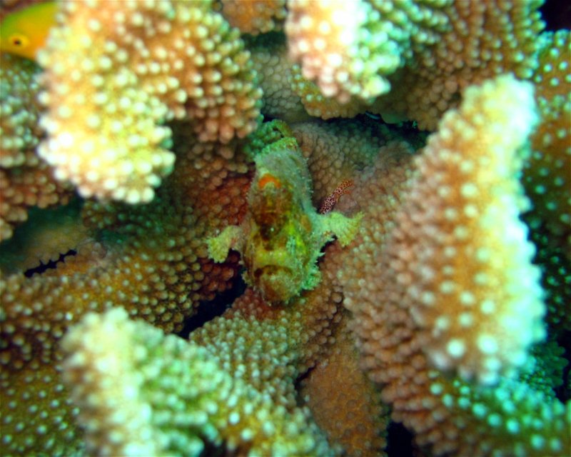 Divesite Image